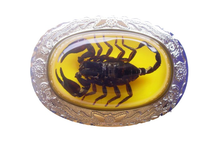 Real Scorpion Belt Buckles